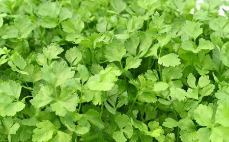 水耕 栽培 新鮮 葉物 野菜 Aセット GreensFarm ホタル サラダ  和え物【2026年11月上旬～2027年6月上旬発送予定】