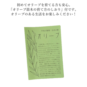 オリーブの苗木4本セット 植物 