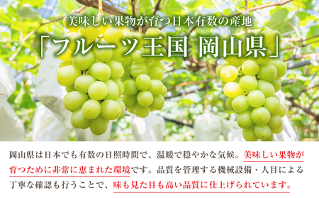 ぶどう 2026年 先行予約 シャイン マスカット 1房 約500g ブドウ 葡萄  岡山県産 国産 フルーツ 果物 ギフト