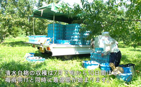 桃 岡山県産 2026年 先行予約 清水 白桃 約1.3kg 5～6玉