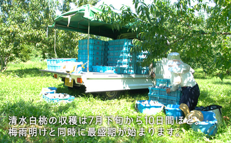 桃 2026年 先行予約 清水白桃 約2.2kg 大玉 6～7玉