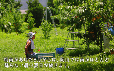 桃 2026年 先行予約 白桃 晩生種 約1.3kg 5～6玉