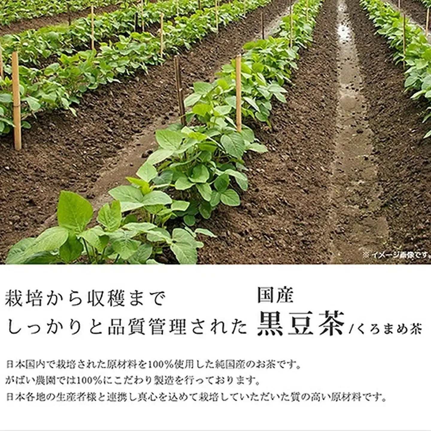 国産 黒豆茶（3個セット）：B180-006
