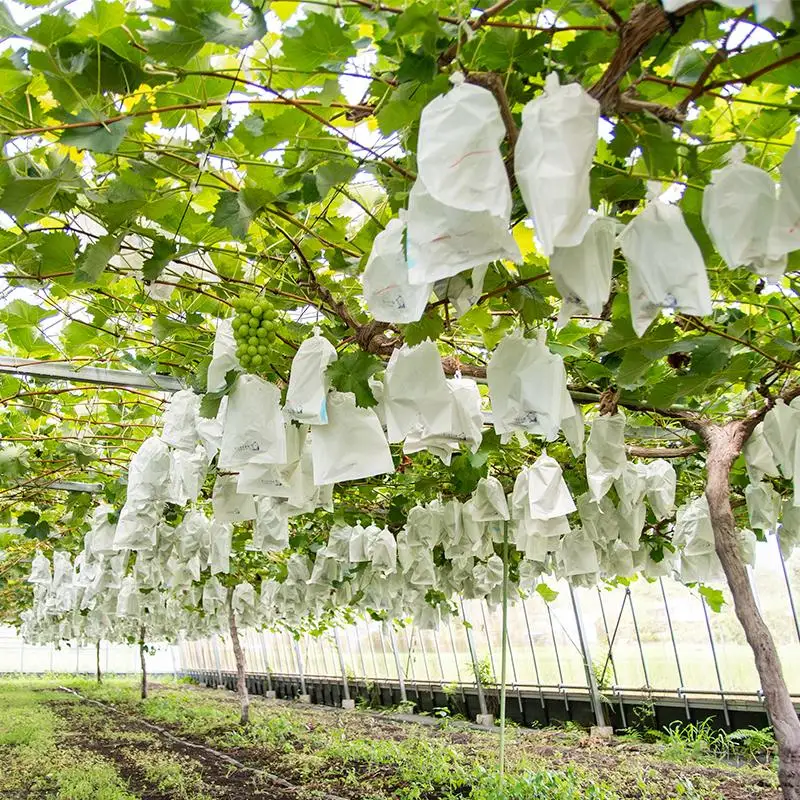 【先行予約】シャインマスカット＆翠峰 2.2kg 3～7房 食べ比べセット 西都産完熟ぶどう 水間ぶどう園＜16-5a＞