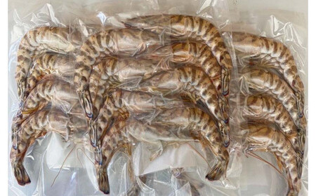 活〆 急速冷凍 クルマエビ 500g　【冷凍発送】