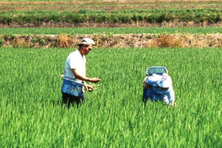 米 有機栽培米  平右ェ門 へいよもん 5kg [いまい農場 石川県 中能登町 27ad0007]