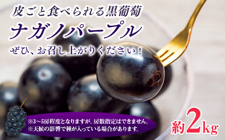ぶどう 皮ごと食べられる 黒ぶどう ナガノパープル 約2kg フルーツ ※クレジット限定