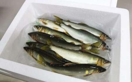 四万十川上流の天然鮎 冷凍 火振り漁鮎 2kg（6～22尾）【着日指定不可】 あゆ アユ 魚 魚介 川魚 塩焼き 冷凍 個包装 小分け たっぷり ／Esj-14k