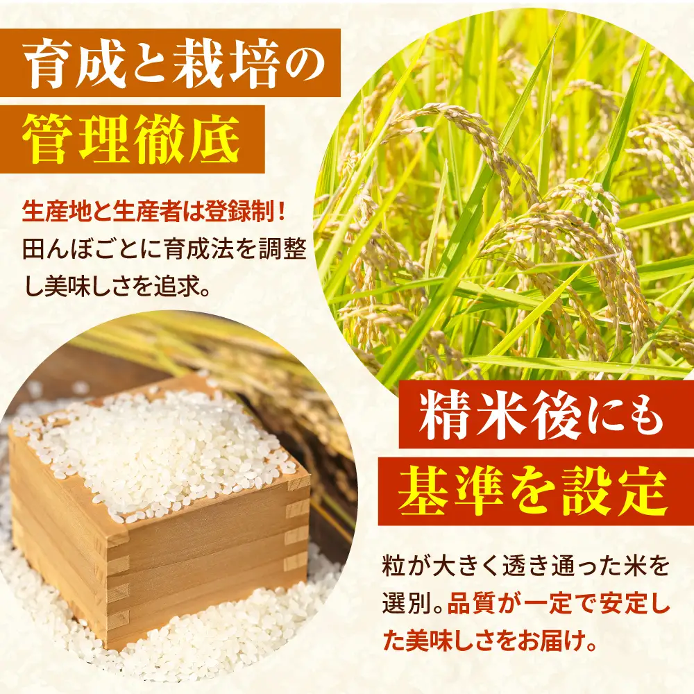 【さがびより 10kg】【令和7年産】白米 精米 ブランド米 佐賀県産米 さがびより [FBM018]