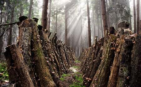山の幸詰合B（乾し椎茸どんこ50g×3袋、黒きくらげ40g×3袋）＜106-008＞
