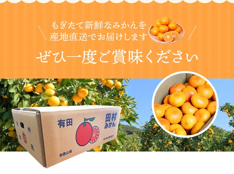 みかん 高級ブランド 田村みかん 10kg【uot505A】
