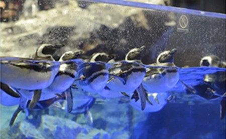 チケット 東京 すみだ水族館 年間パスポート引換券 大人1名 子供2名 入場券 優待券 年パス 旅行 SKYTREE 