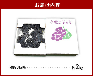 こだわりの種あり巨峰　約2kg 2026年先行予約（2026年発送分）ぶどう ［034K01］
