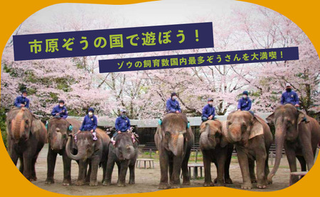 市原ぞうの国 ペア 招待券 + 動物のおやつ 1つセット 動物園 チケット 入場券 優待券 レジャー 体験 施設利用券 