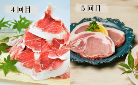 【定期便】畜産王国鹿児島の黒豚満喫コース 至高のだし付き（全5回） お肉 定期便 国産 鹿児島県産 豚肉 黒豚 しゃぶしゃぶ とんかつ 焼肉 切り落とし セット 毎月 食べ比べ 冷凍 南さつま市