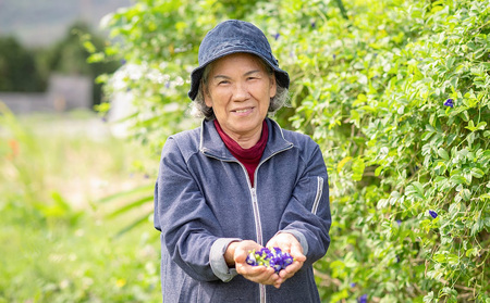 ティー 久米島産 天然バタフライピーティー「Blue Tea」40包 ハーブティー バタフライピー