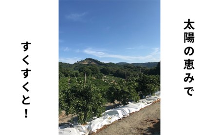 2026年秋よりお届け グリーンレモン（露地栽培）約2.5kg 果物類 柑橘類 柑橘 檸檬 