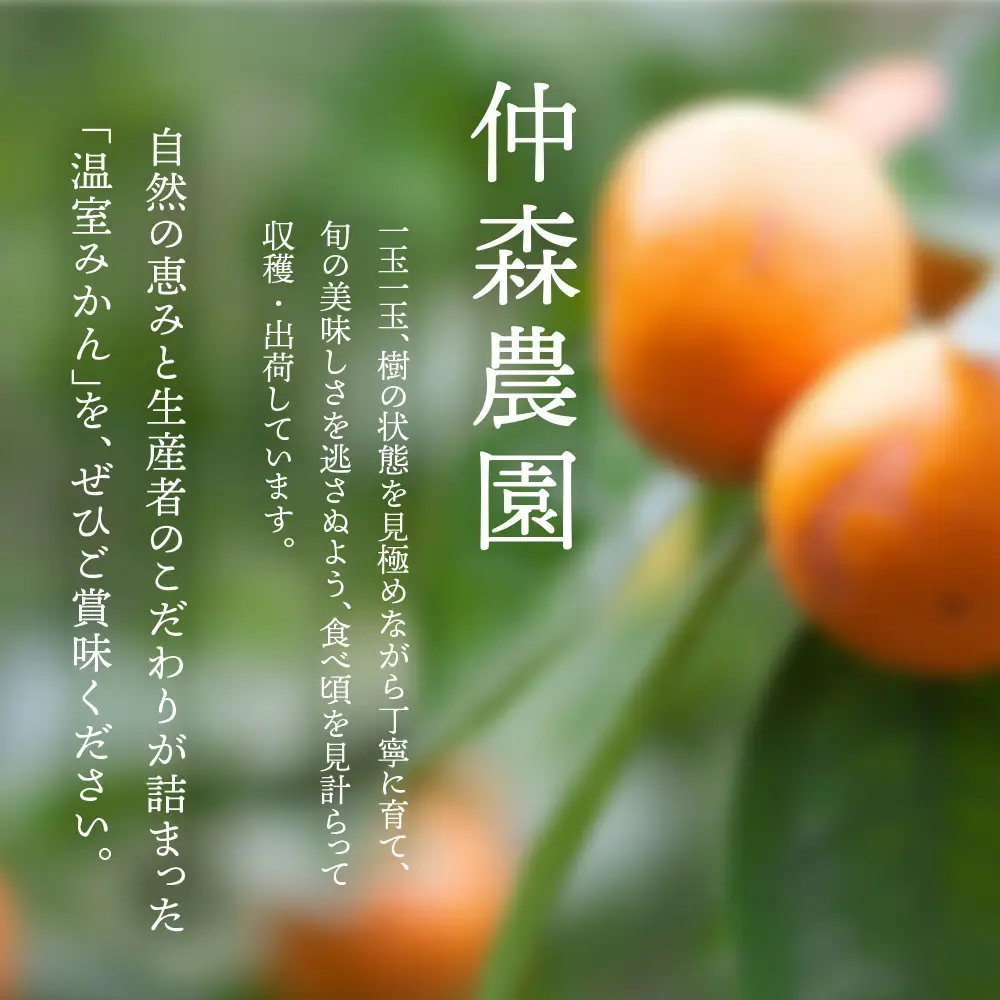 みかん 仲森農園の温室みかん 2.5kg【nkmr0001】