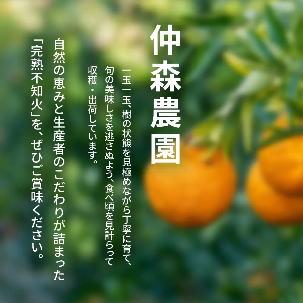 不知火 仲森農園の完熟不知火 5kg【nkmr0003】