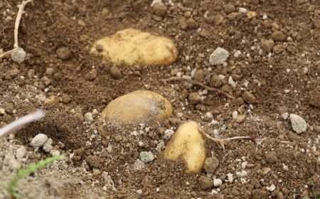 【2026年10月中旬頃発送予定】じゃがいも メークイン 10kg 先行予約 北海道 [AXAE002]