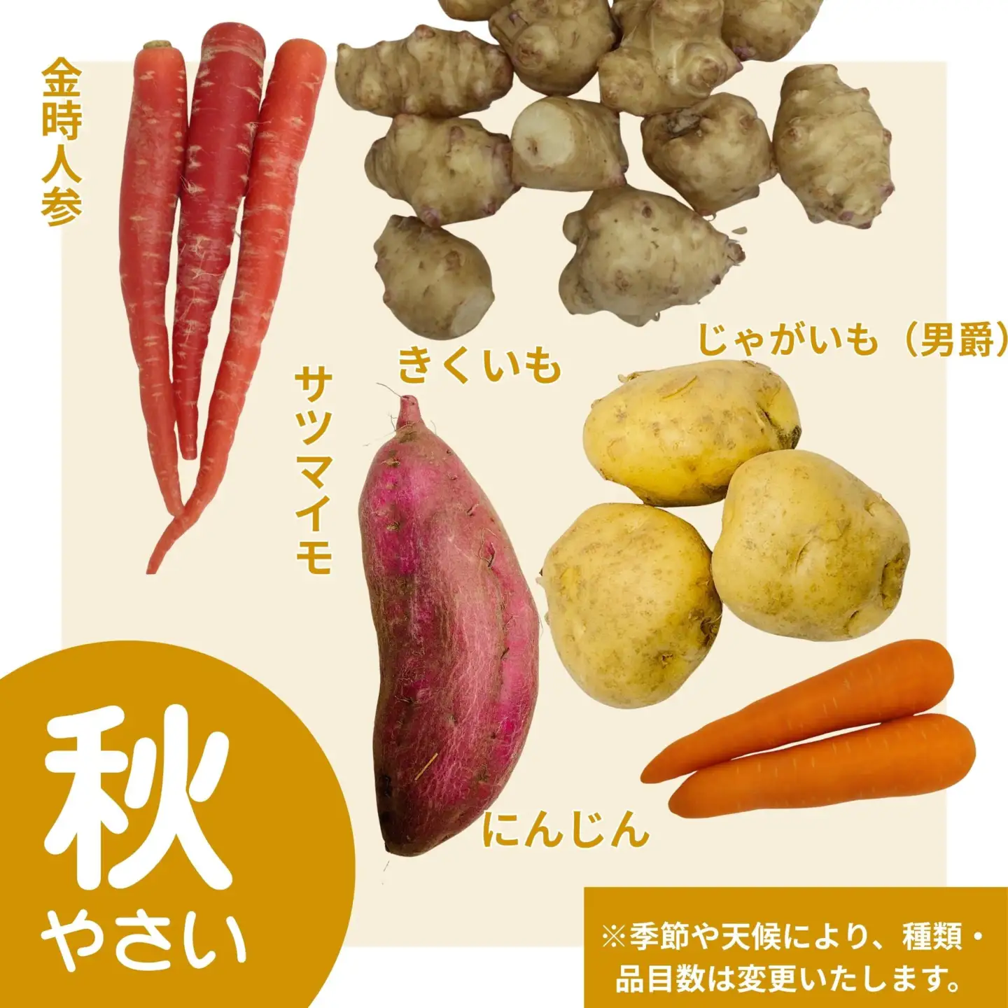 【じねんと市場】京野菜セット［6,000円コース］［ 京都 伏見 直売所 伏見直送 京野菜 野菜 新鮮 旬 人気 おすすめ 美味しい 人気 お取り寄せ 通販 送料無料 ふるさと納税 ］