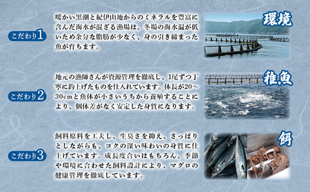 【 冷凍 】本マグロ 赤身 トロ身 約700g ブルーフィン三重 【 本鮪 】