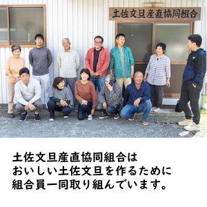 【先行予約】生産者直送 土佐文旦 約9.5kg [2L〜4L] 家庭用 ＜2027年1月下旬より発送＞ 家庭用 文旦 柑橘 みかん フルーツ 果物  産地直送 お取り寄せ 人気 【土佐文旦産直協同組合】