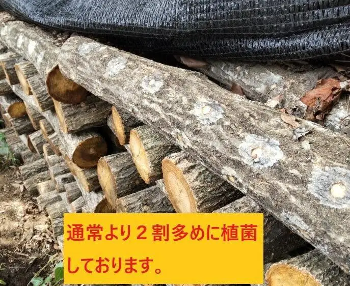 【2026年8月下旬からお届け】原木シイタケ榾木