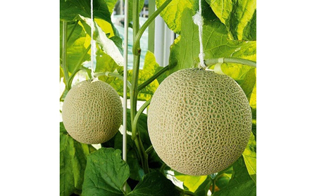 クラウンメロンカレー　5箱【配送不可：離島】 加工食品 惣菜 レトルト クラウンメロンカレー 