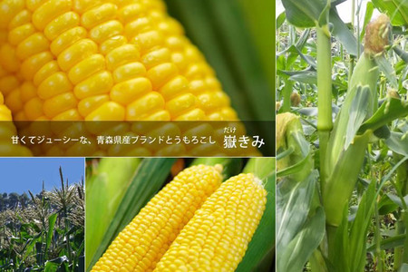 とうもろこし 嶽きみ真空パック 10本セット（L～2Lサイズ）