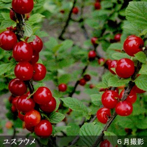 ユスラウメ(山桜桃) 2年生 苗木 ＜すだ農園＞