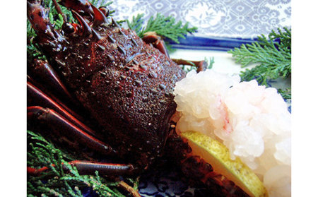 漁師直送　新鮮！朝獲れ活伊勢海老1kg【出荷：10月上旬～12月中旬】 伊勢エビ 冷蔵