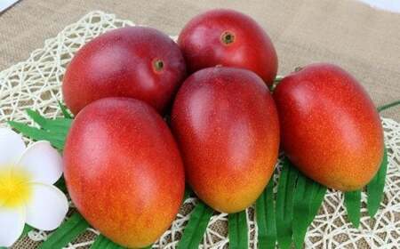 【先行受付】【2026年発送】渡口ファームの家庭用マンゴー約2kg - 先行予約 沖縄県産 産地直送 南国フルーツ 旬の味覚 季節の果物 ご自宅用 沖縄マンゴー 沖縄県 八重瀬町