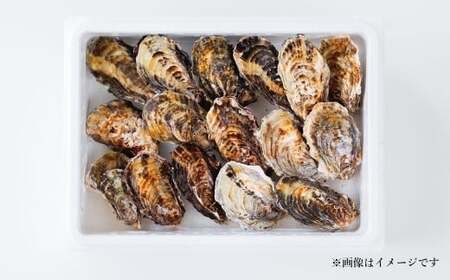 牡蠣 坂越かき 殻付き牡蠣 48個 カキ 牡蠣 かき 海の幸 魚介 貝 【2025年12月上旬-2026年5月下旬まで発送予定】