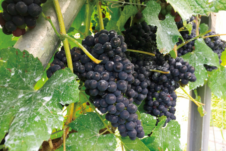 高知の新しいワイン TOSAワイン山北1本 iw-0002