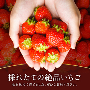 先行予約 いちご 奈良県産 古都華 約540g 270g×2パック 今西さん家の奈良いちご 冷蔵配送 ことか フルーツ 果物 旬 糖度 産地直送 農家直送 お取り寄せ おやつ デザート 苺 冷蔵  奈良 大和郡山市 BN001