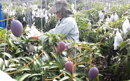 【先行受付】【2026年発送】ミナミマンゴーハウスの完熟アップルマンゴー【秀】約1kg（2～3玉）- 先行予約 沖縄県産 産地直送 南国フルーツ 旬の味覚 旬のフルーツ 贈り物 ギフト 沖縄県 八重瀬町