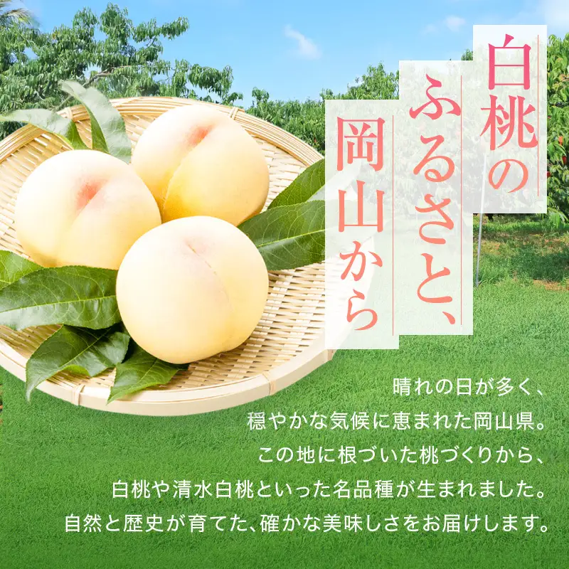 桃 2026年 先行予約 赤磐の 白桃 約2.0kg 6～8玉 JA晴れの国 糖度センサー選果 もも モモ 岡山県 赤磐市産 国産 フルーツ 果物 ギフト デザート 果肉 