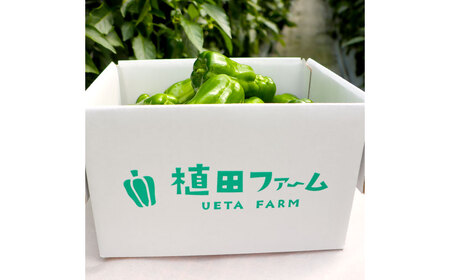 高知県産 植田ファームのこだわりピーマン 1kg ピーマン 甘い 新鮮野菜 サラダ 野菜 おかず 詰め合わせ 絶品 お取り寄せ 美味しい 料理 おうちごはん 新鮮【株式会社　植田ファーム】 [BQAT001]
