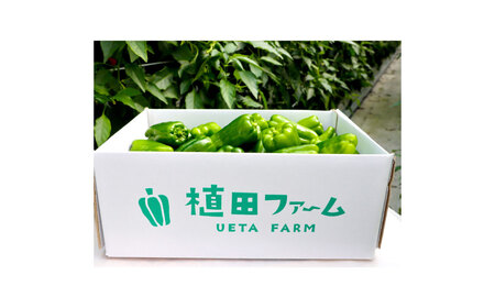 高知県産 植田ファームのこだわりピーマン 3kg ピーマン 甘い 新鮮野菜 サラダ 野菜 おかず 詰め合わせ 絶品 お取り寄せ 美味しい 料理 おうちごはん 新鮮【株式会社　植田ファーム】 [BQAT003]