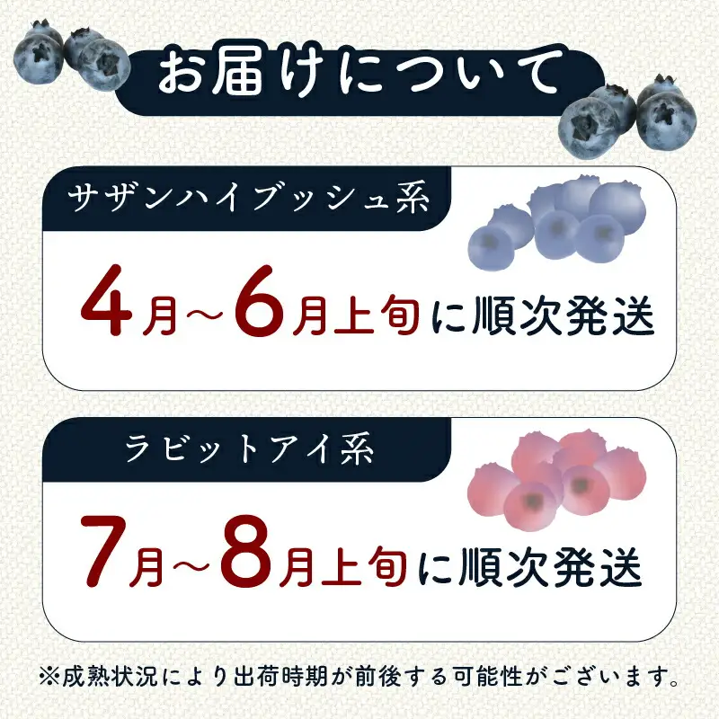 【先行予約】完熟生ブルーベリー ラビットアイ系 600g (2026年7月～発送) | フルーツ 果物 ベリー