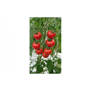 高糖度フルーツトマト糖度8以上