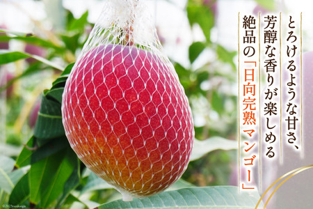 マンゴー 太陽のタマゴ 秀品 900g以上 [452060664] マンゴー