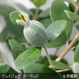 大苗 フェイジョア(品種おまかせ) 苗木 ＜すだ農園＞