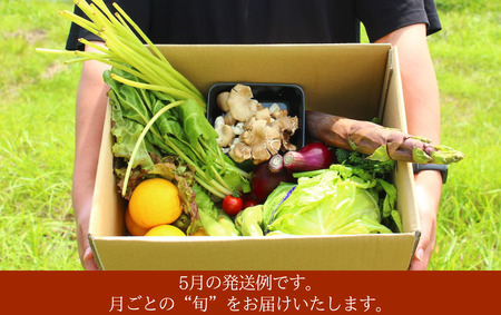 旬の野菜と果物セット 3ヶ月の定期便　　【 野菜 】