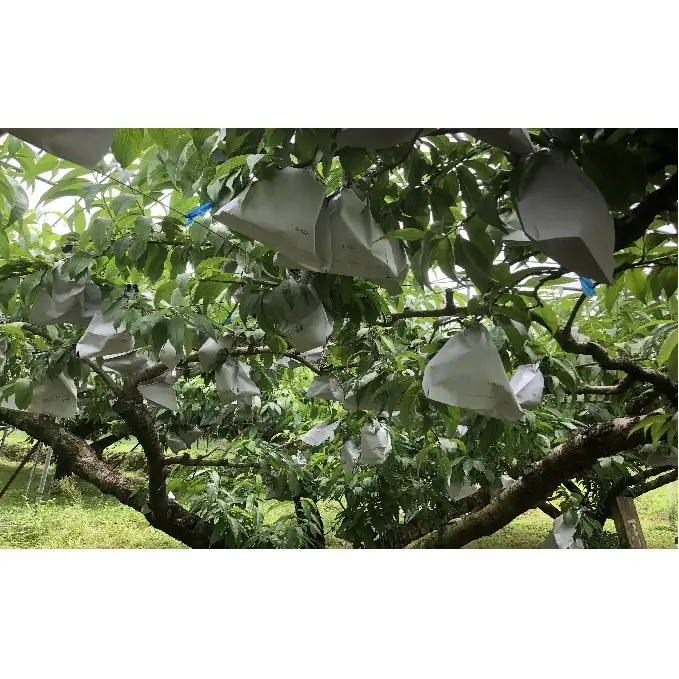 桃 白桃 先行予約 錦の水蜜桃 2kg 約5玉～8玉 もも モモ フルーツ 果物 デザート2026年発送 配送不可:離島 