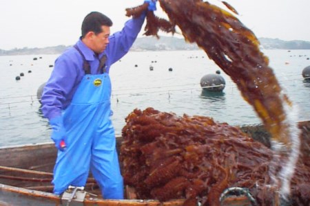 わかめの王様 三陸産 金のわかめ 200g×3 [ムラカミ 宮城県 気仙沼市 20563351]