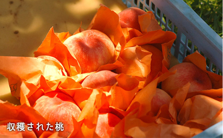 桃 2026年 先行予約 白桃 晩生種 大玉 約2.2kg 6～7玉