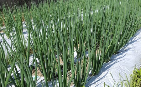 生産農家直送 京野菜・九条ねぎ1kg〈ねぎ ネギ 葱 九条ねぎ 京野菜 京都 新鮮 甘い 農家直送 野菜〉 