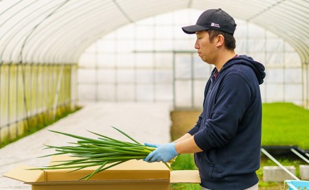 生産農家直送 京野菜・九条ねぎ3kg〈ねぎ ネギ 葱 九条ねぎ 京野菜 京都 新鮮 甘い 農家直送 野菜〉 